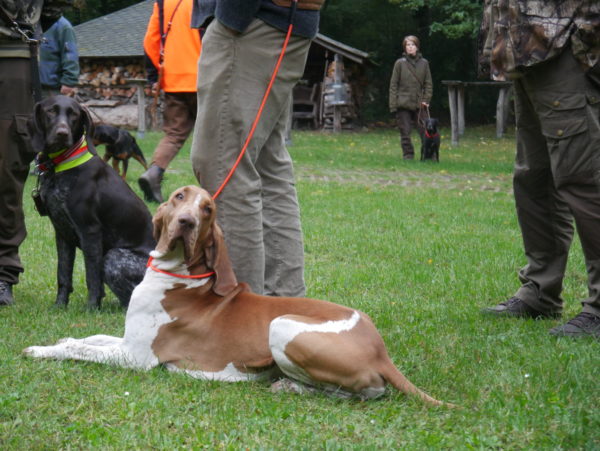 40. Brauchbarkeit in Zehdenick - Landesjagdverband Brandenburg e.V.